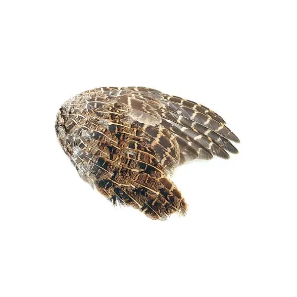 ALA DE PERDIZ INGLESA hotfly