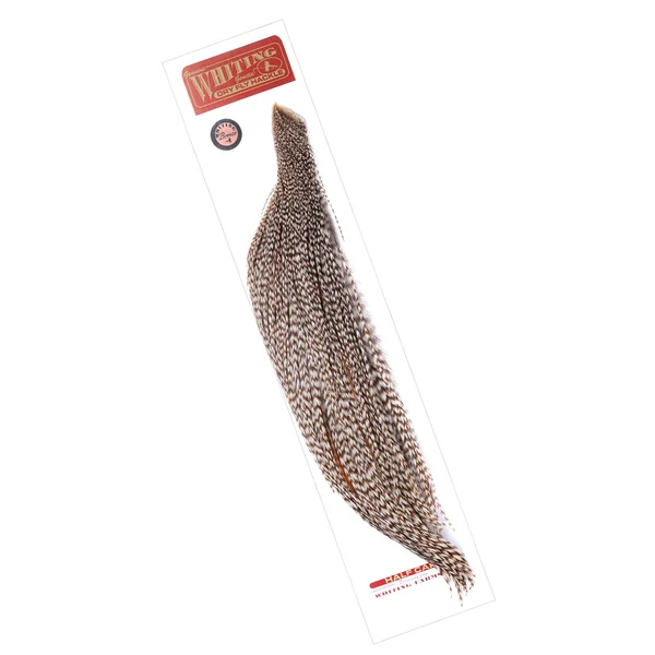 Cabo Whiting Bronce 1/2