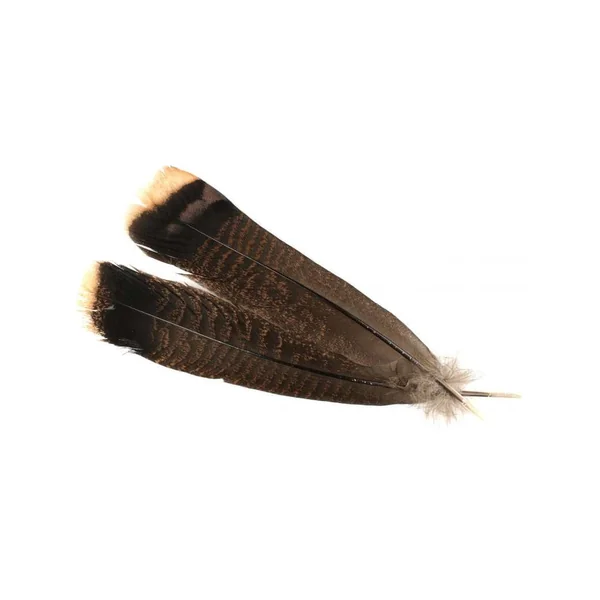 CINNAMON TIP TURKEY TAIL FEATHERS - PLUMA DE COLA DE PAVO