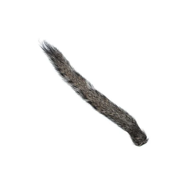 Cola de Ardilla