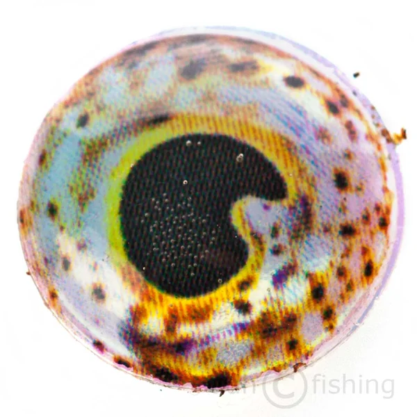 Fishient H2O Ojos de Luna