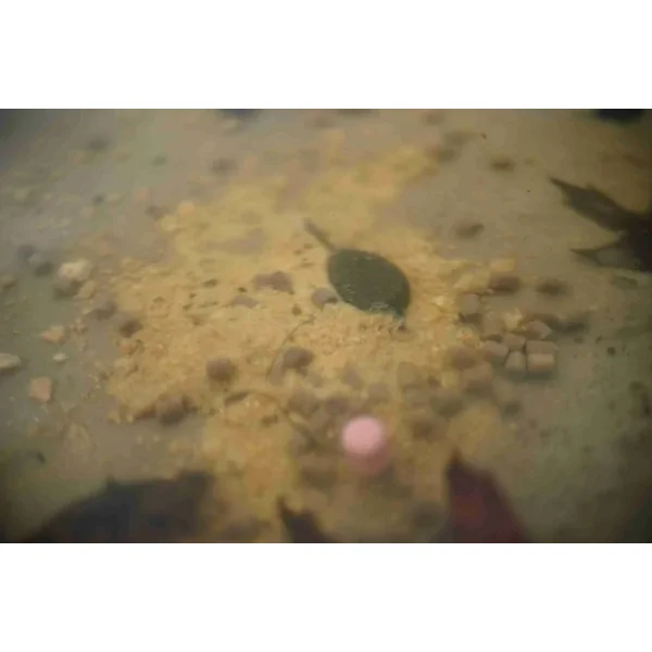 Forgotten Flavours PVA Bag stems - On Point Long - Imagen 5