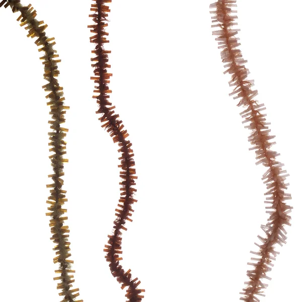 Fulling Mill Premium Gusano Masticable Chenille Pequeño 3mm - Imagen 7
