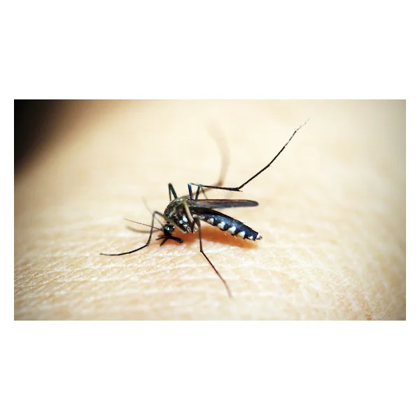 Insect Shield: Effective insect protection