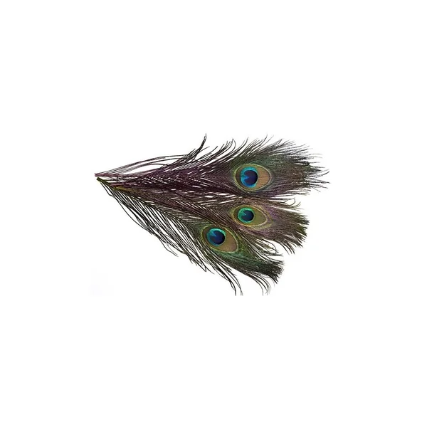 PAVO REAL OJOS