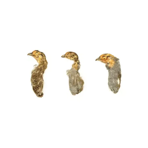 PERDIZ INGLESA (perdix perdix) - Cabeza y Cuello