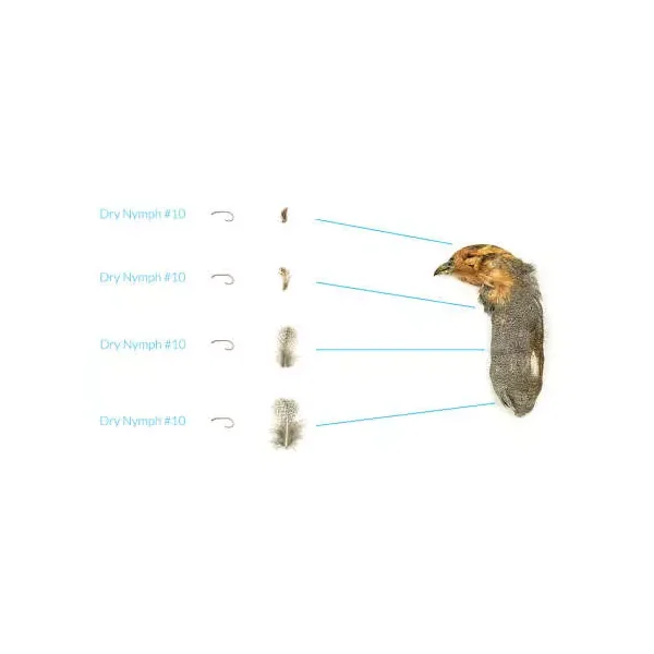 PERDIZ INGLESA (perdix perdix) - Cabeza y Cuello - Imagen 2