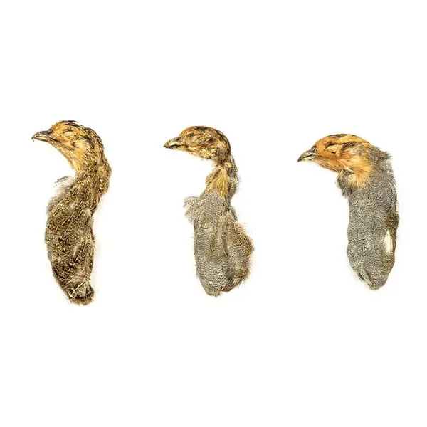 PERDIZ INGLESA (perdix perdix) - Cabeza y Cuello - Imagen 3