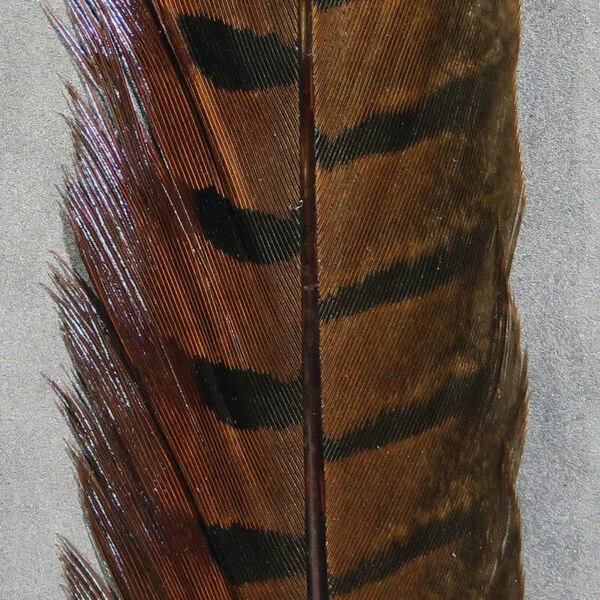 Pluma cola de faisan natural