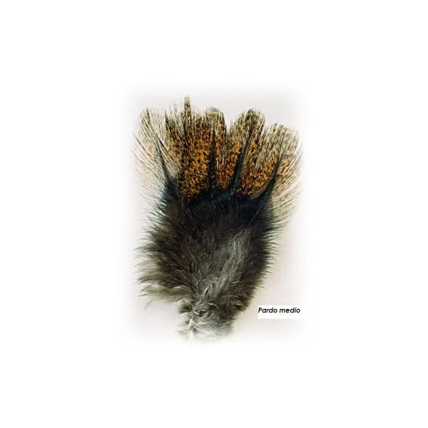 Pluma gallo Leon Pardo grado 3