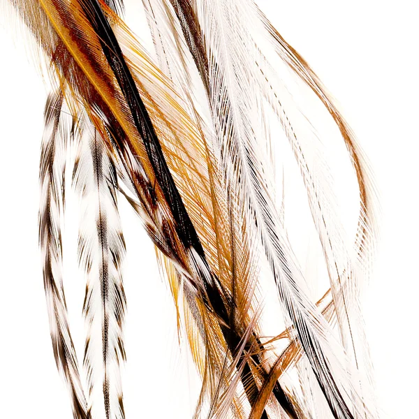 Plumas selectas Soldarini Genetic Saddle Hackles - Imagen 2