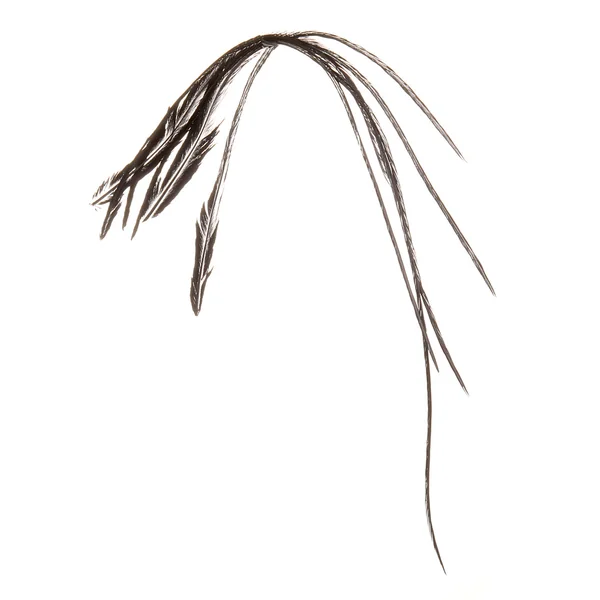 Plumas selectas Soldarini Genetic Saddle Hackles - Imagen 5