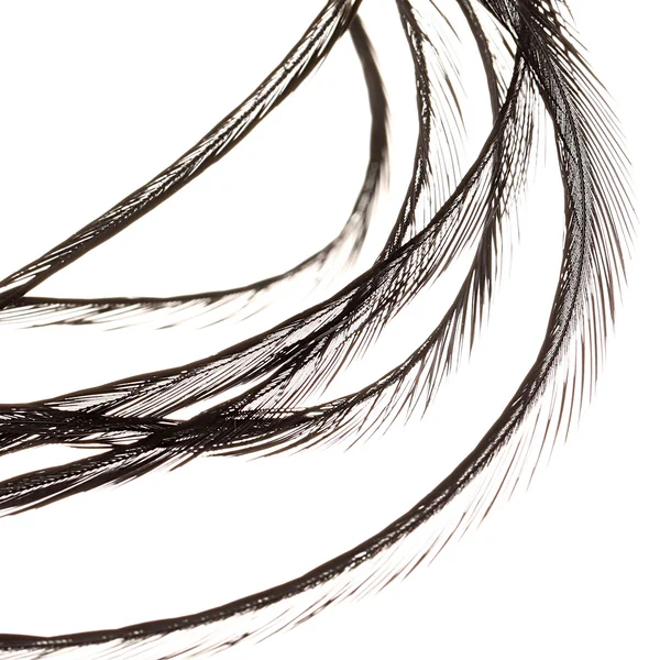 Plumas selectas Soldarini Genetic Saddle Hackles - Imagen 6