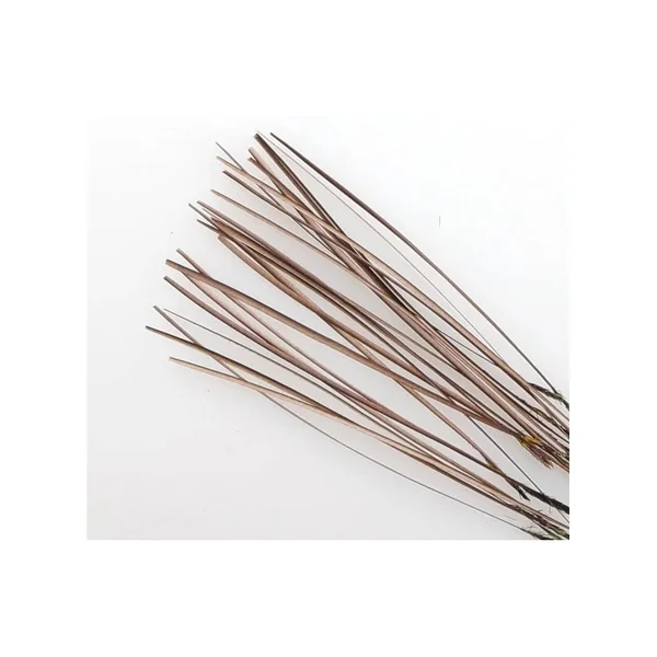 Quill de Pavo Real desbarbado - Imagen 2