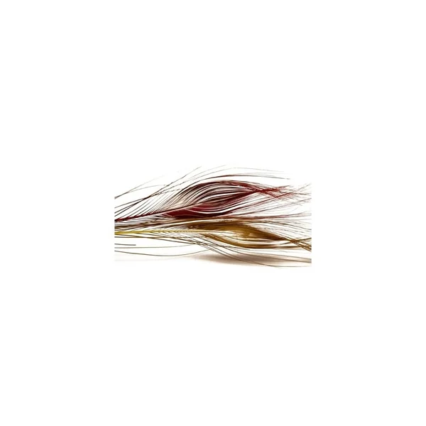 QUILL DE PAVO REAL TEÑIDO