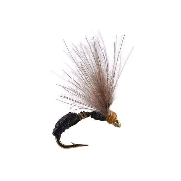 Smooth Black Brown Ant hormiga