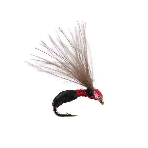 Smooth Black Red Ant hormiga