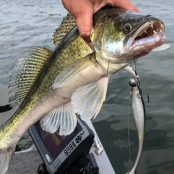 Spro Iris Pop-Eye Shad Softlure 14 cm - Imagen 7