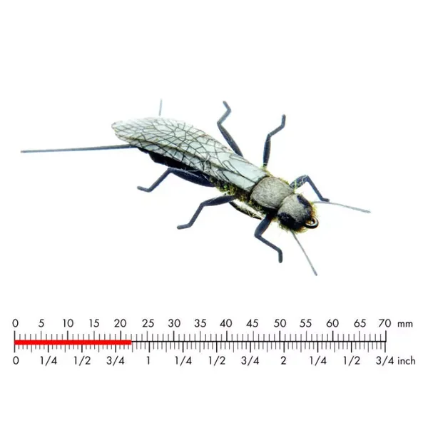 Stonefly Adult 3 Black 22mm mosca JSon