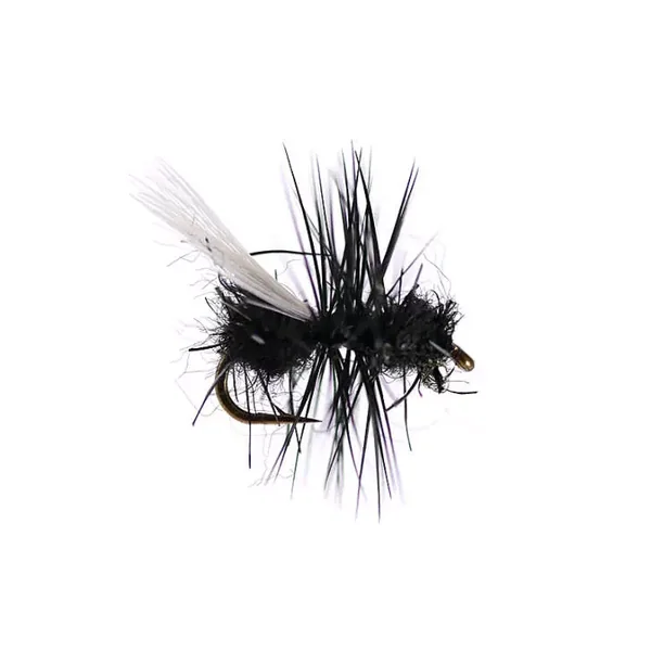 Tangled Winged Black Ant hormiga