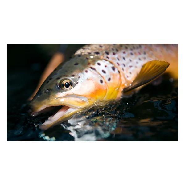 Trout season opening: Tips and Tricks
