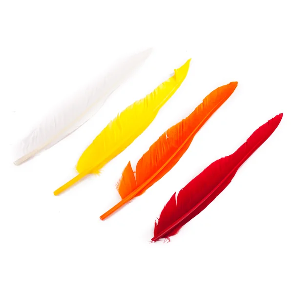 Wapsi Goose Quill - plumas de ganso - Imagen 4