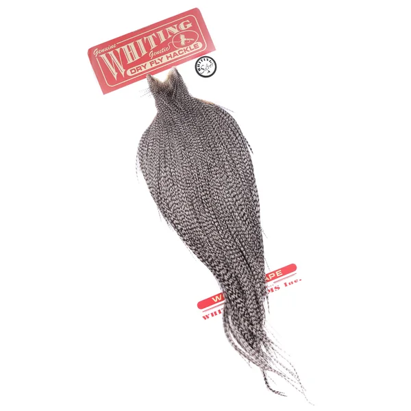 Whiting Cabo de Plata