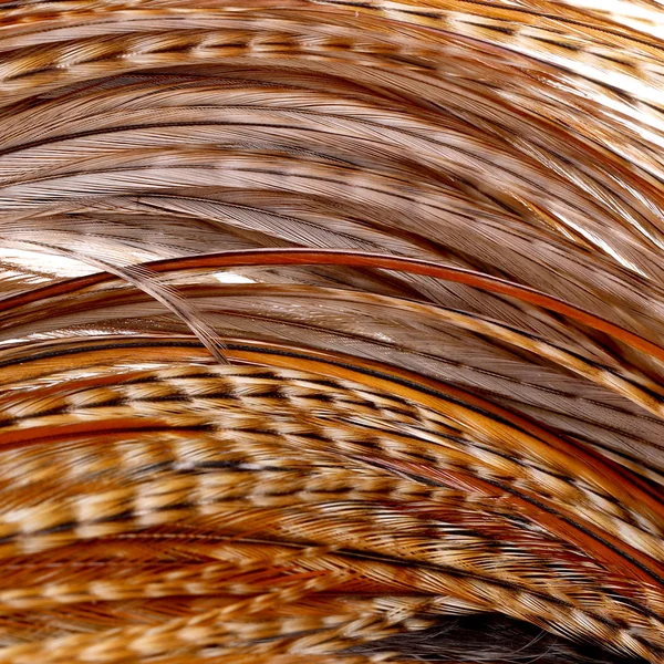 Whiting Cabo de Plata - Imagen 5