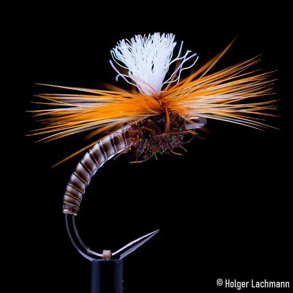 Whiting Cabo de Plata - Imagen 8