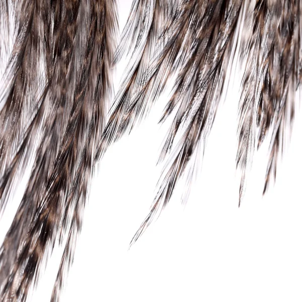 Whiting Coq de Leon Silla de montar Bronce - Imagen 4