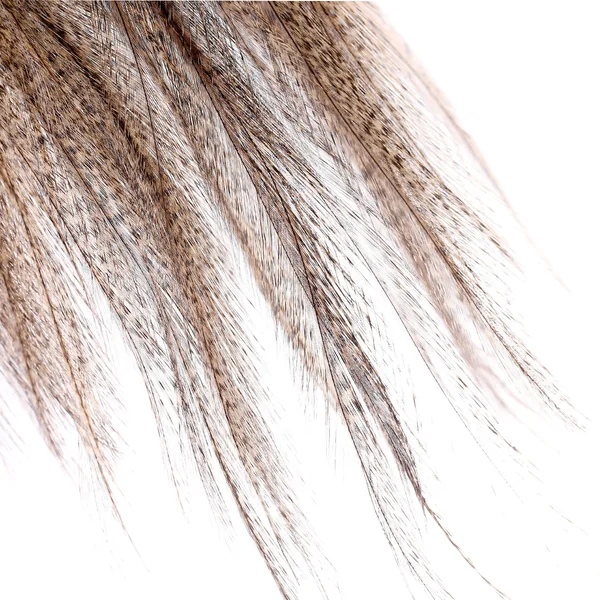 Whiting Coq de Leon Silla de montar Bronce - Imagen 5