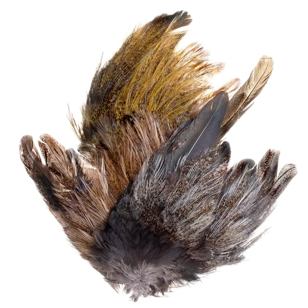 Whiting Coq de Leon Tailing Pack - Imagen 6