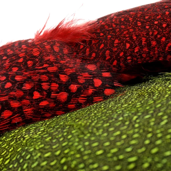 Whiting Cuello de pintada Cuello de pintada - Imagen 2