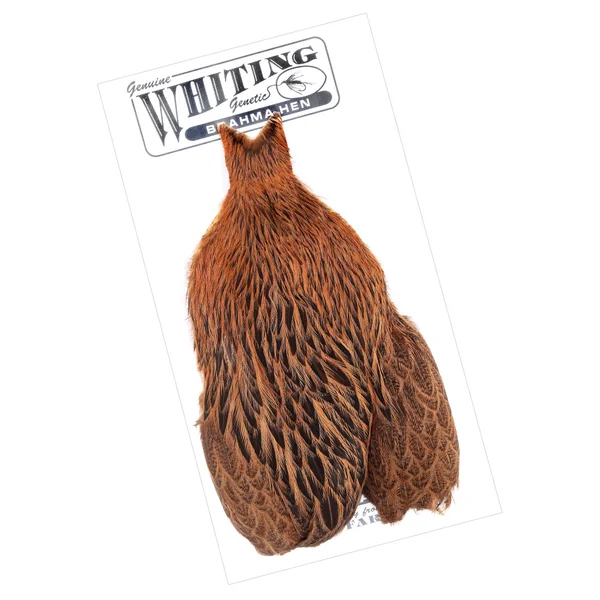 Whiting Gallina Brahma Cabo