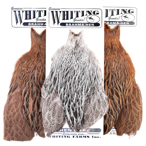 Whiting Gallina Brahma Cabo - Imagen 2