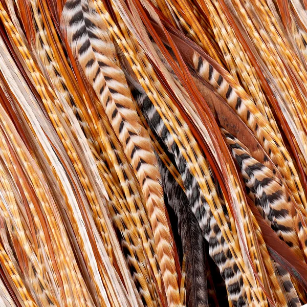 Whiting Silla de Bronce - Imagen 3